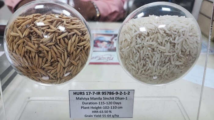 पाकिस्तानी किसान ने माँगा धान का यह बीज