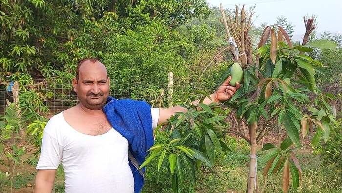 करौली में आम की फसल को बारिश से भारी नुकसान हुआ है