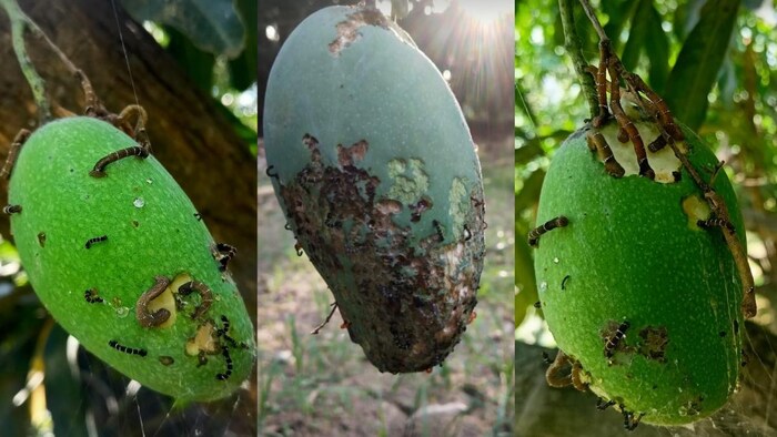 आम को सेमी-लूपर के अटैक हुआ नुकसान