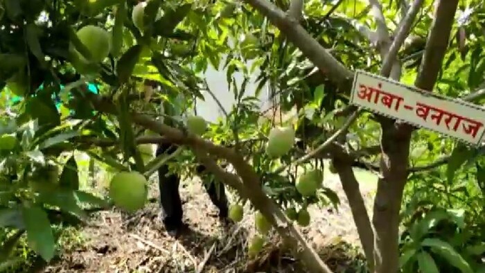 सांगली के किसान ने एक ही पेड़ पर उगाई 23 तरह की आम की किस्में