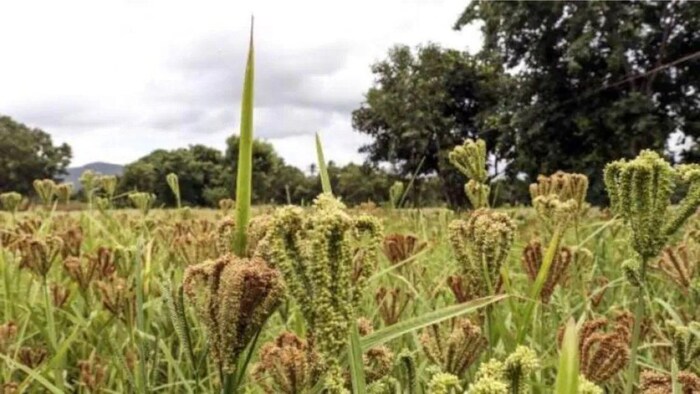 ग्रीष्मकालीन श्री अन्न के रकबे मे हुई बढ़ोतरी, सांकेतिक तस्वीर