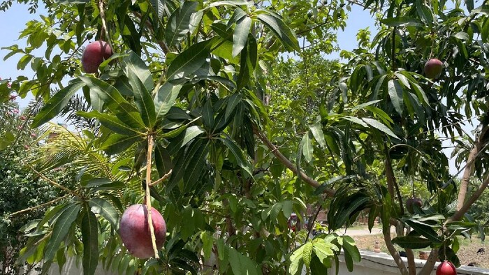 एक किलो मियाजाकी आम का दाम तीन लाख रुपये तक है