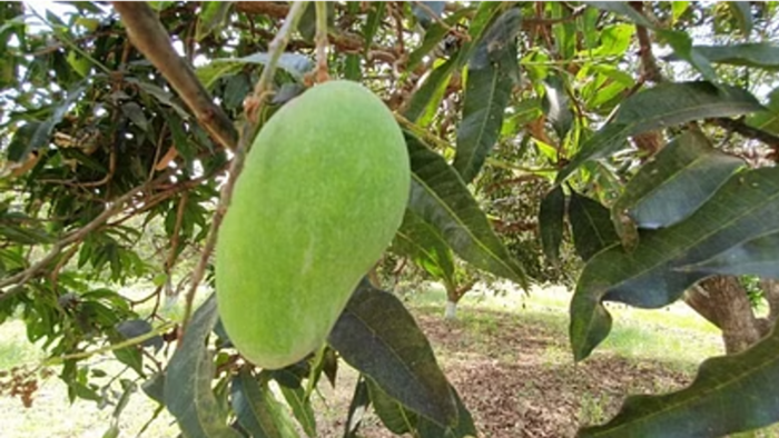 लंगड़ा आम