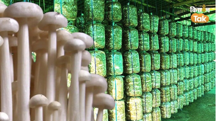 मशरूम की खेती कर किसान कमा रहे मुनाफा: Photo Credit: Kisan Tak