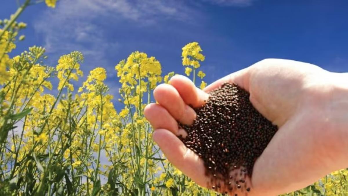 सरसों के साथ-साथ तेल के दामों में भी भारी गिरावट हुई है. फोटो- Kisan Tak