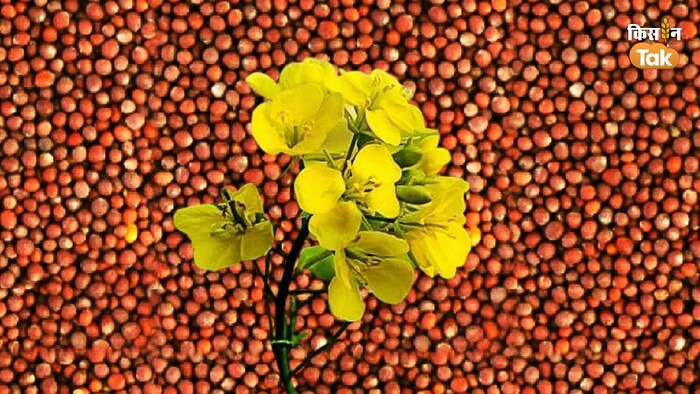 सरसों के दाम में भारी गिरावट (Photo-Kisan Tak).