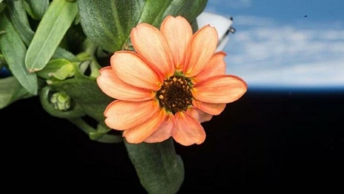 अंतरिक्ष में उगाया गया यह फूल: Photo Credit: Nasa