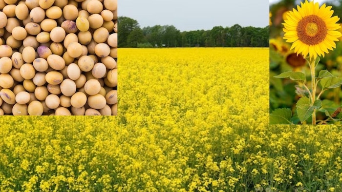 सरसों, सूरजमुखी और सोयाबनी का दाम MSP से नीचे चल रहा है. फोटो फ्रीपिक