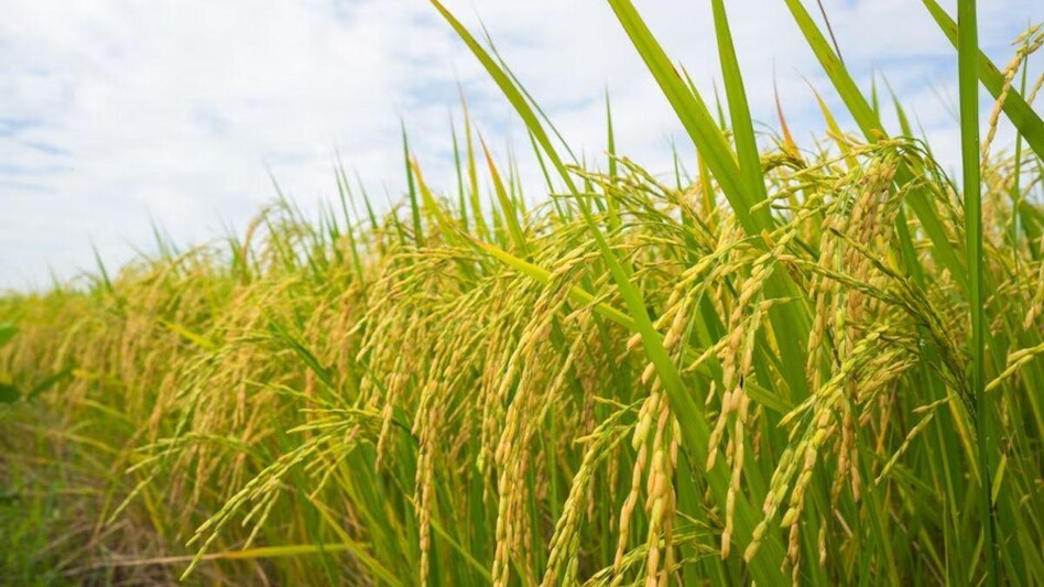 Paddy Crop: अधिक बारिश के बावजूद धान की उपज में पिछड़े ये जिले, खेती का गलत तरीका बना वजह Paddy Crop: अधिक बारिश के बावजूद धान की उपज में पिछड़े ये जिले, खेती का गलत तरीका बना वजह