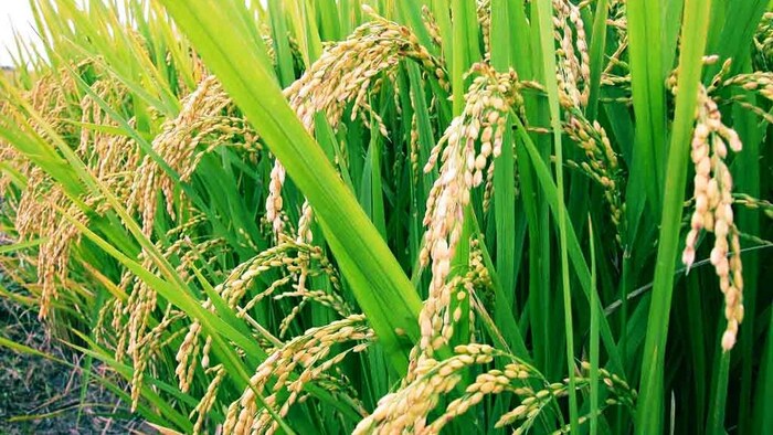 किसानों को धान की जल्दी रोपाई पर देना पड़ सकता है जुर्माना (Photo-ICAR).