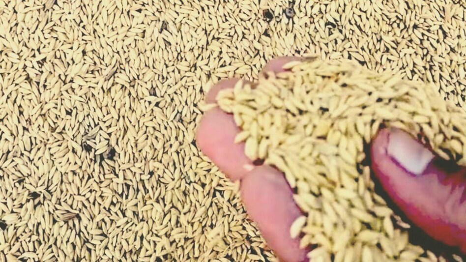 Paddy Procurement: तेलंगाना में 53 लाख टन हुई धान की सरकारी खरीद, किसानों को 1180 करोड़ रुपये मिला बिक्री का पैसा  Paddy Procurement: तेलंगाना में 53 लाख टन हुई धान की सरकारी खरीद, किसानों को 1180 करोड़ रुपये मिला बिक्री का पैसा