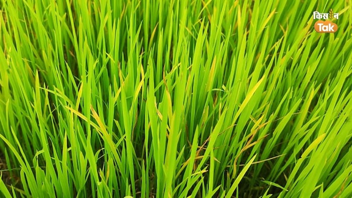 पूसा के कृषि वैज्ञानिकों ने धान की खेती के लिए दिए टिप्स (Photo-Kisan Tak).