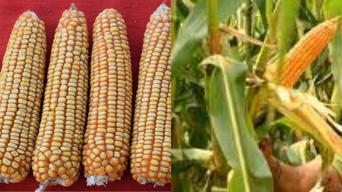 मक्के की हाइब्रिड किस्म पीएमएच-1 एलपी - फोटो सौजन्य-ICAR-IIMR
