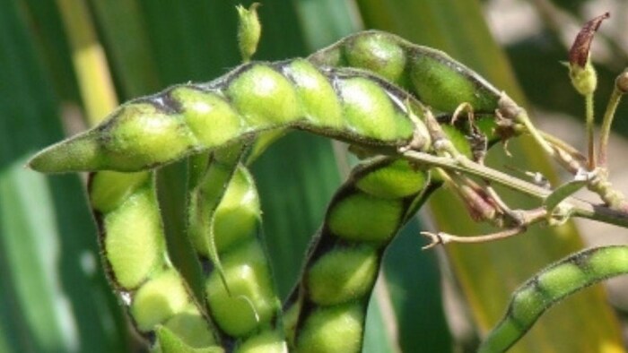 दाल की खेती से दूर हो रहे किसान फोटोः ट्विटर