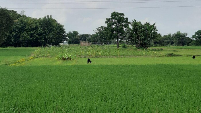 धान की नर्सरी इस तरह से तैयार करें किसान फोटोः किसान तक