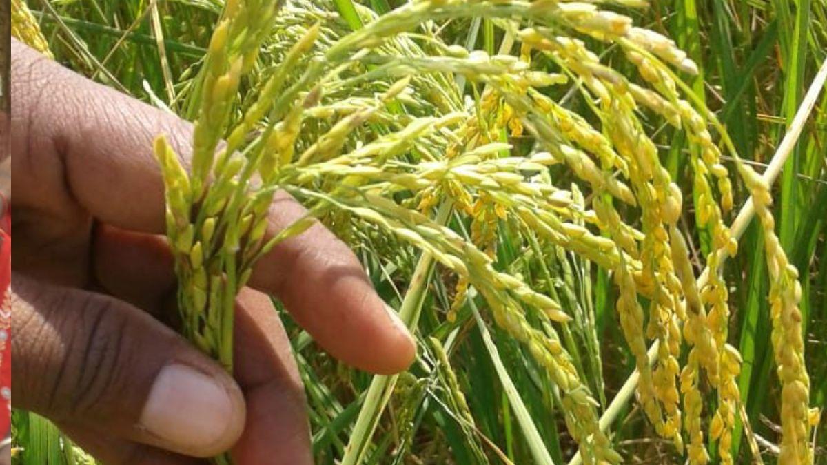 देसी किस्म के धान को संरक्षित करके रॉयल्टी कमा सकते हैं किसान, यह है तरीका