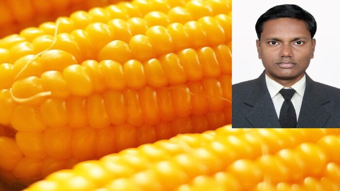 झारखंड में मकई की खेती फोटोः किसान तक