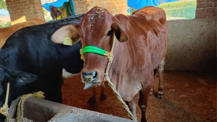 झारखंड में 12 जून से शुरु होगी गोधन न्याय योजना फोटोः किसान तक