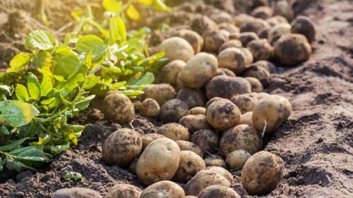 पेप्सिको ने भारत में आलू किसानों के लिए लॉन्च किया क्रॉप इंटेलिजेंस ऐप, सांकेतिक तस्वीर