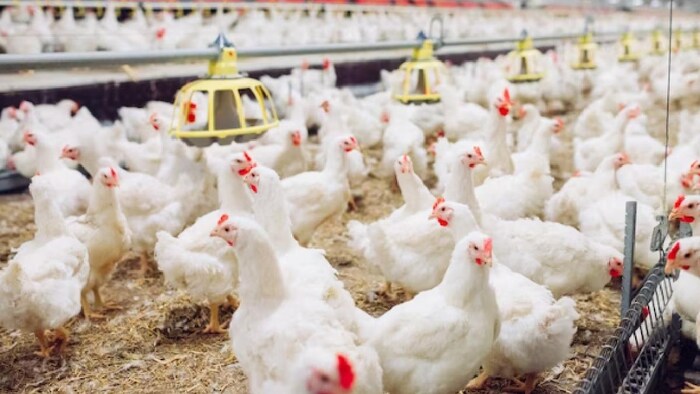 चिकन और अंडे दाम गिरने से पोल्ट्री किसान परेशान