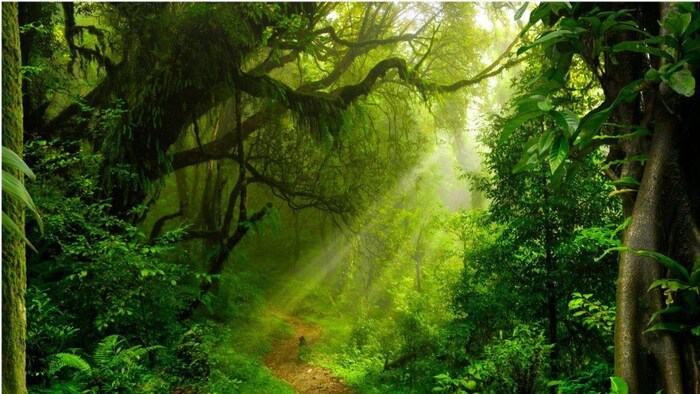 क्या है World Rainforest Day?
