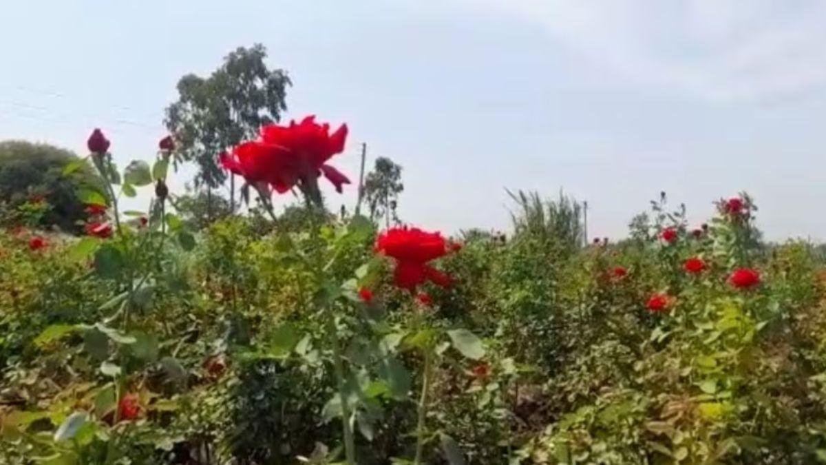 Maharashtra गन्ने से ज्यादा मीठा गुलाब, हर महीने किसान कमा रहे लाखों