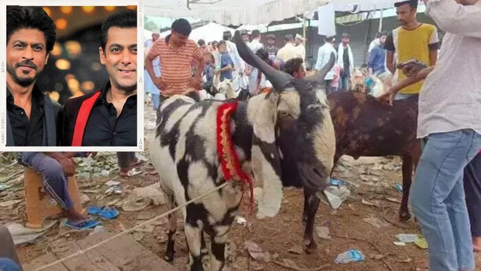 सलमान और शाहरुख के नाम पर रखा बकरे का नाम!