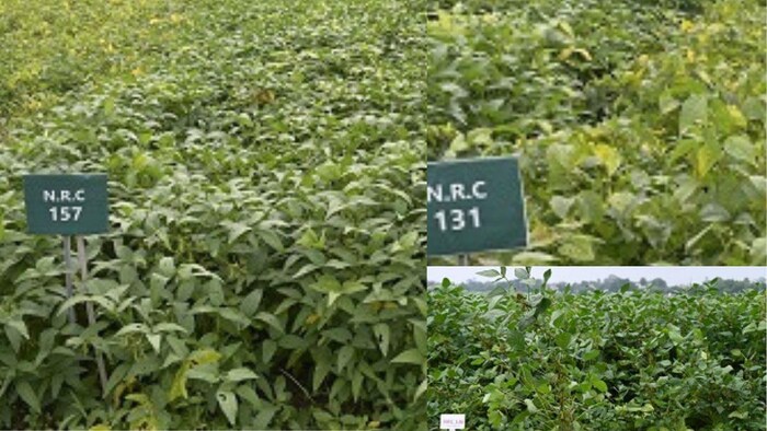 ICAR की संस्था भारतीय सोयाबीन अनुसंधान संस्थान इंदौर ने नई किस्में जारी किया है फोटो सौजन्य -ICAR