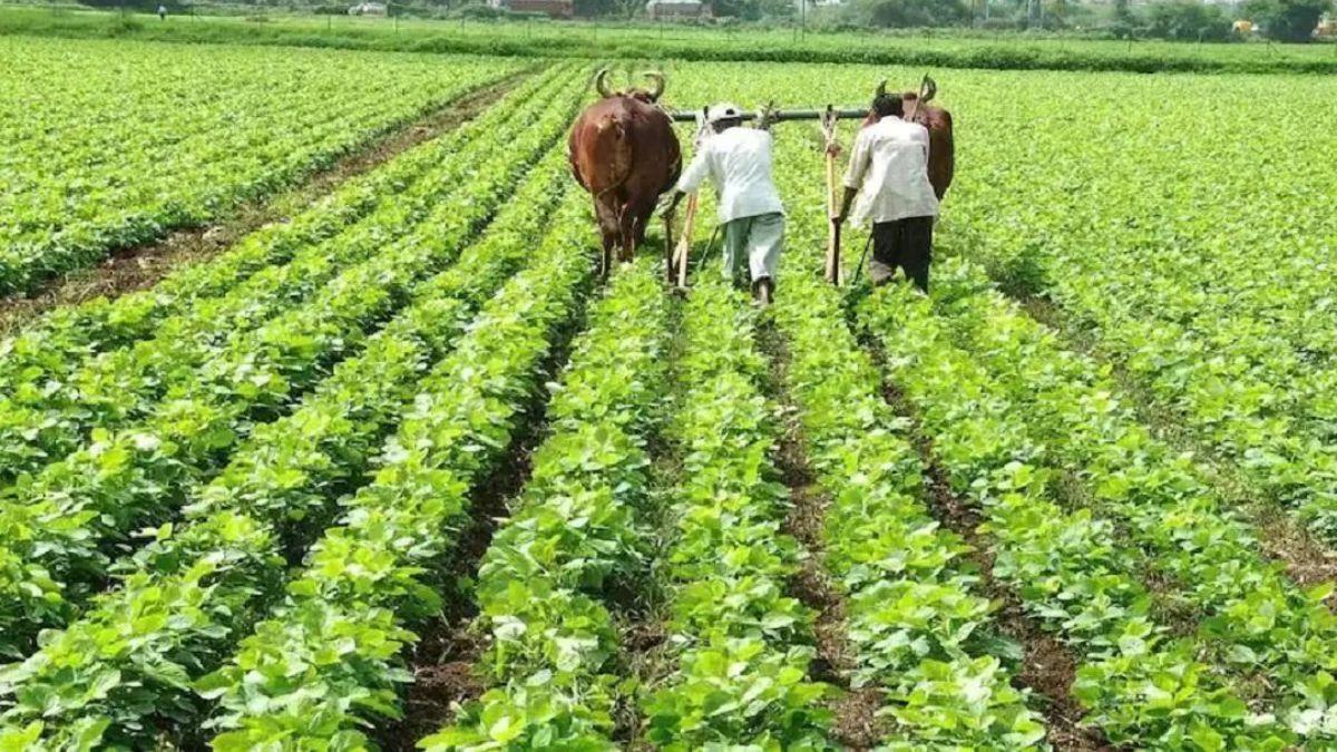 Soybean Variety: सोयाबीन की खेती के दौरान इन बातों का रखें ध्यान, होगी अच्छी पैदावार  