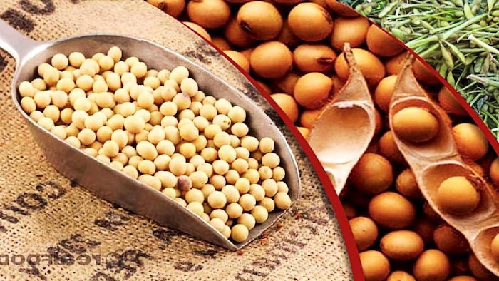 सोयाबीन का सर्वाधिक उत्पादन करने वाला राज्य कौन है (Photo-FCCI).