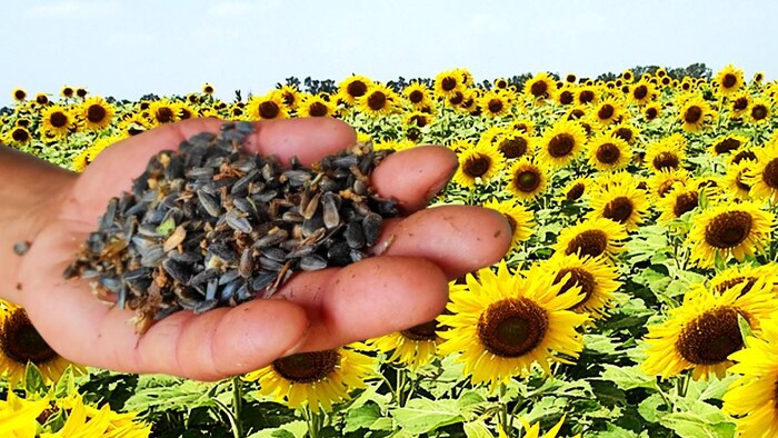 हरियाणा में कितना है सूरजमुखी का दाम (Photo-Kisan Tak).