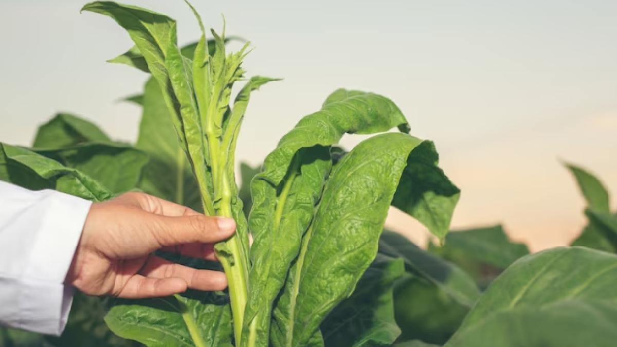 भारत में कई जगहों पर होती है तंबाकू की खेती (फोटो साभार-freepik)