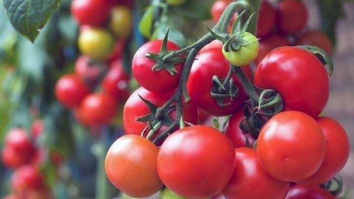 ये है दुनिया का सबसे महंगा टमाटर, सांकेतिक तस्वीर