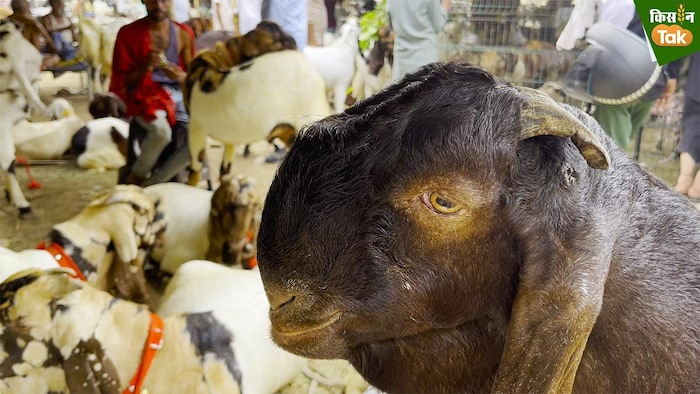 तोतापरी नस्ल का बकरा. फोटो क्रेडिट-किसान तक