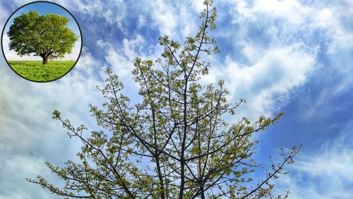 Countries Without Trees : Photo credit: Kisan Tak