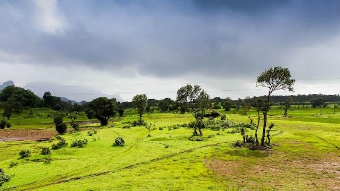 ये 3 पेड़ करते हैं मॉनसून की भविष्यवाणी