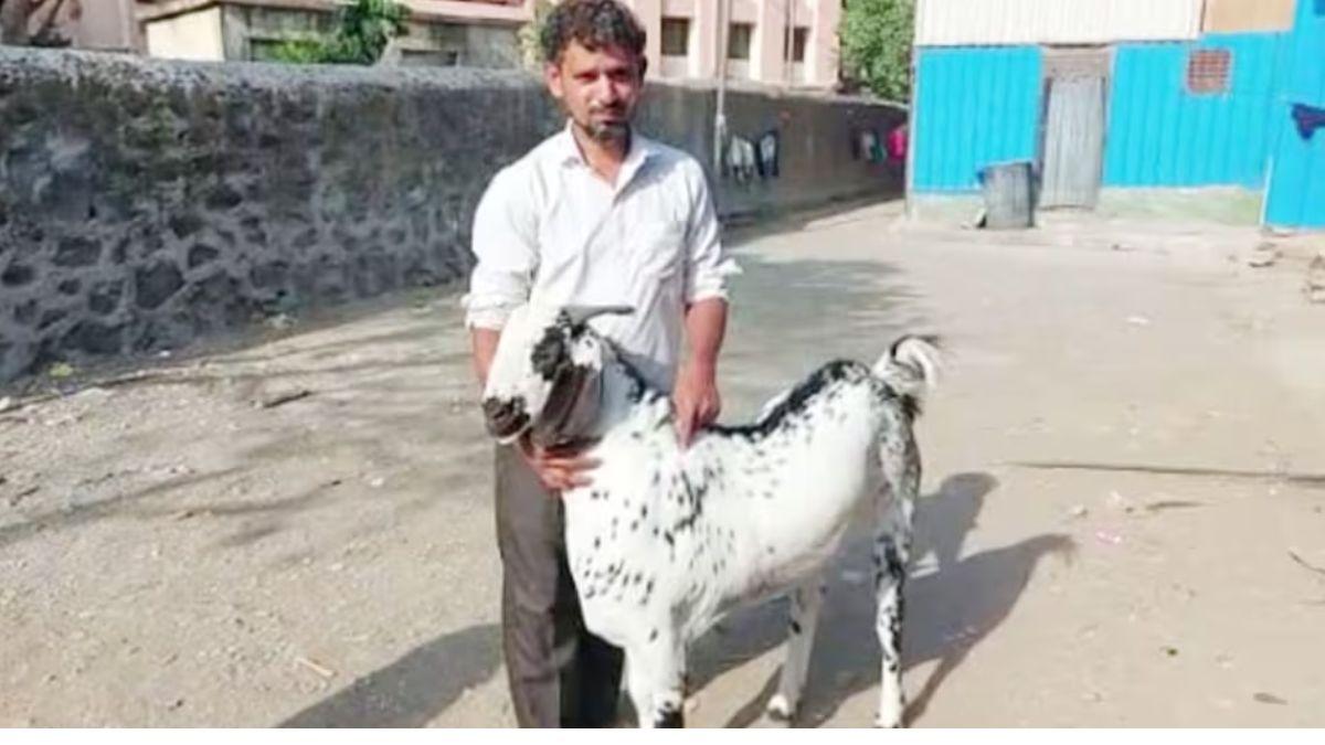 बकरीद से पहले 'शेरू' नाम के बकरे की मौत