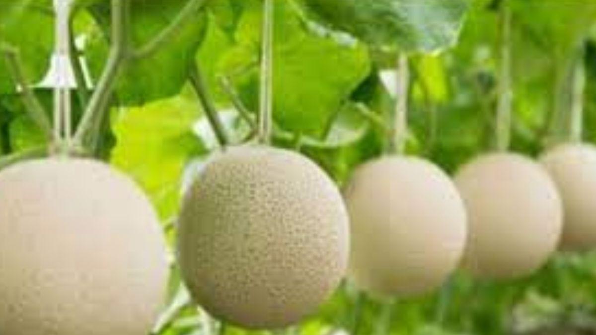 International Fruit Day: ये है दुनिया का सबसे महंगा फल, इतनी कीमत की ये है वजह