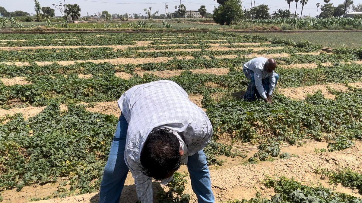 Organic Farming: बिहार सरकार ने 13 जिलों का जैविक खेती के लिए किया चयन, 20 हजार हेक्टेयर में होगी खेती