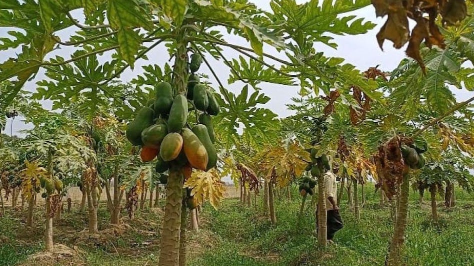 मध्य प्रदेश में बढ़ रही बागवानी फसलों की खेती, इस वजह से किसानों की बनी पहली पसंद मध्य प्रदेश में बढ़ रही बागवानी फसलों की खेती, इस वजह से किसानों की बनी पहली पसंद