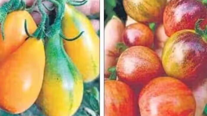 बिहार में बैंगन और अनार की तरह दिखने वाले टमाटर की हो रही है खेती, (सांकेतिक तस्वीर)
