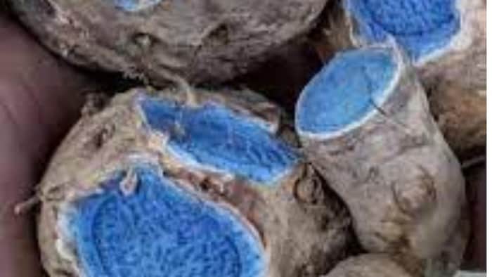 किसान नीली हल्दी की करें खेती