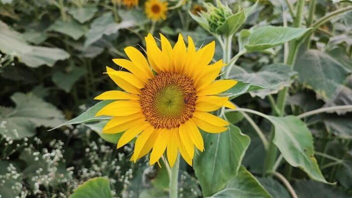 कैसे होती है उस सूरजमुखी की खेती जिसे लेकर चल रहा है आंदोलन