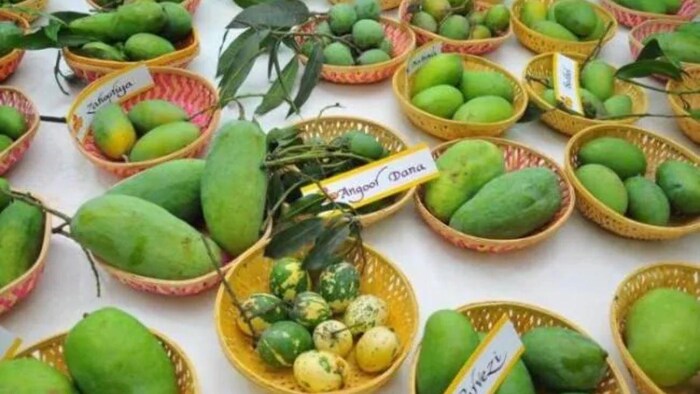 बिहार में किया जा रहा है आम महोत्सव का आयोजन, (aaj tak)