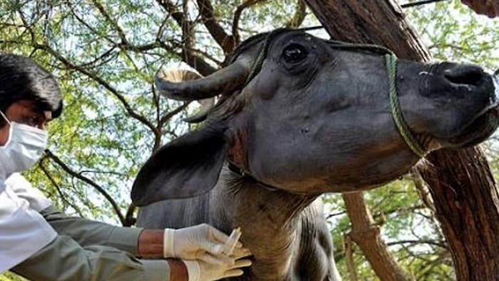 वेटरनरी डॉक्टर बन करियर बनाएं सुपरहिट