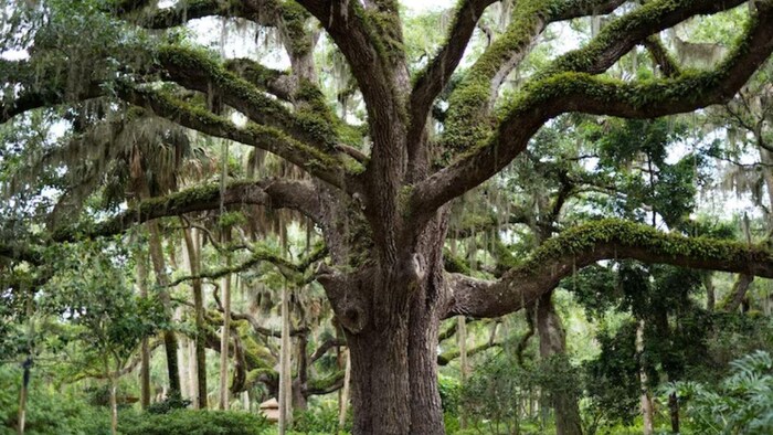 बुलंदशहर में मिला दुनिया का सबसे पुराना बरगद का पेड़, (सांकेतिक तस्वीर)