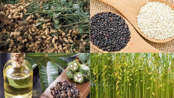 जून के महीने में करें इन फसलों की खेती