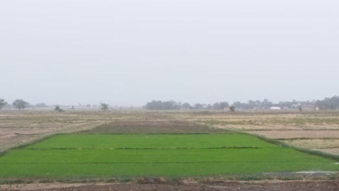 अधिक तापमान की वजह से धान की नर्सरी प्रभावित. फोटो- किसान तक