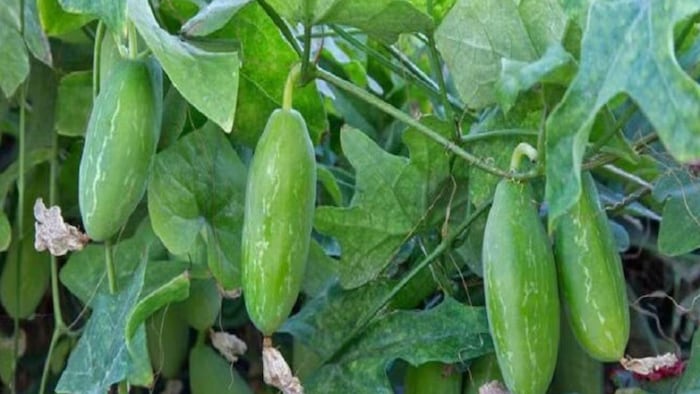 कुंदरू खाते हैं तो जान लीजिए इसके फायदे, (सांकेतिक फायदे)