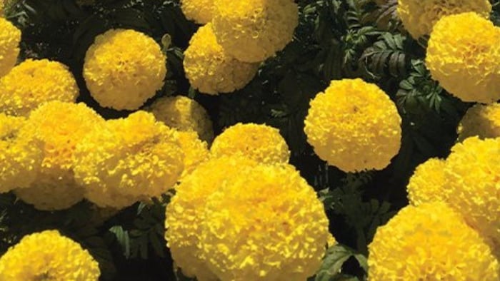 गेंदा के फूल की इस किस्म के बीज को अब एक क्लिक में मंगाए अपने घर